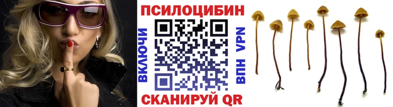 Псилоцибиновые грибы Psilocybine cubensis  Чулым 